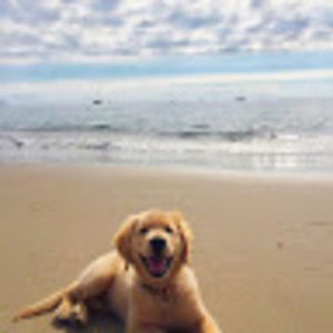 Meet your Posher, Brontosaurus